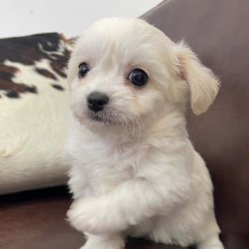 チワビション(チワワ×ビションフリーゼ)【京都府・男の子・2025年10月22日・ホワイト&クリーム】の写真「男の子です。」