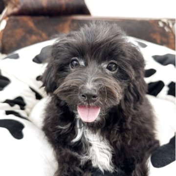 マルプー(マルチーズ×トイプードル)【京都府・男の子・2025年7月2日・ブラック&ホワイト】の写真「男の子です！」