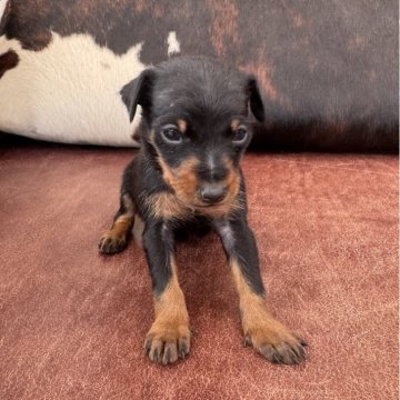 ミニチュアピンシャー【京都府・男の子・2025年4月12日・ブラック&タン】の写真「男の子です！」
