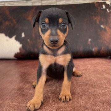 ミニチュアピンシャー【京都府・女の子・2025年4月2日・ブラック&タン】の写真「女の子です！」