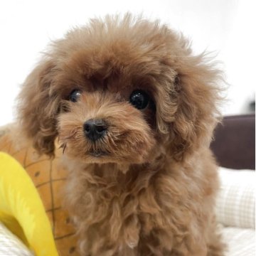 トイプードル(ティーカップ)【京都府・女の子・2025年8月20日・レッドフォーン】の写真「極小です。」