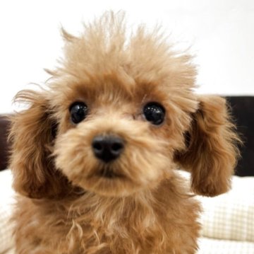 トイプードル(ティーカップ)【京都府・男の子・2025年8月20日・レッドフォーン】の写真「極小です！」