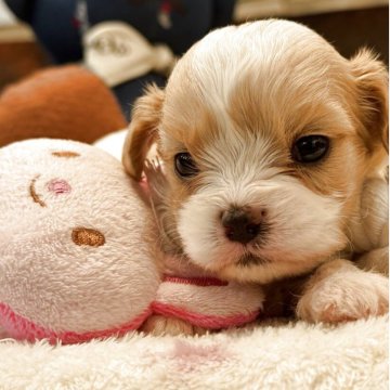 【京都府・女の子・2025年6月15日・ブレンハイム】の写真「可愛い女の子です！」