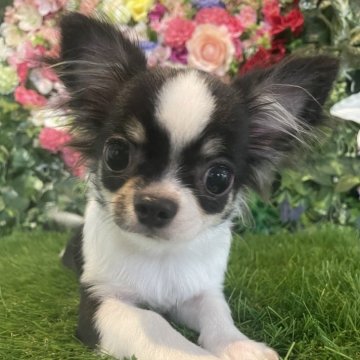 チワワ(ロング)【京都府・男の子・2024年7月8日・ブラック&ホワイト】の写真「可愛いお顔の男の子です！」