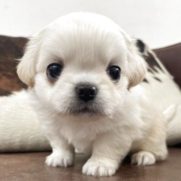 ペキチワ(チワワ×ペキニーズ)【京都府・女の子・2025年10月26日・クリーム&ホワイト】の写真「可愛い女の子です！」