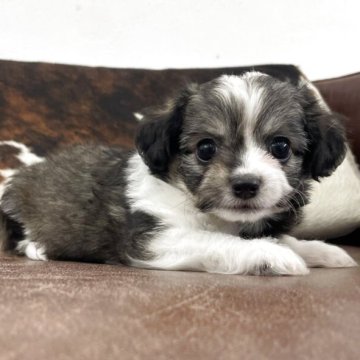 チワビション(チワワ×ビションフリーゼ)【京都府・男の子・2025年10月22日・パーティ】の写真「男の子です。」