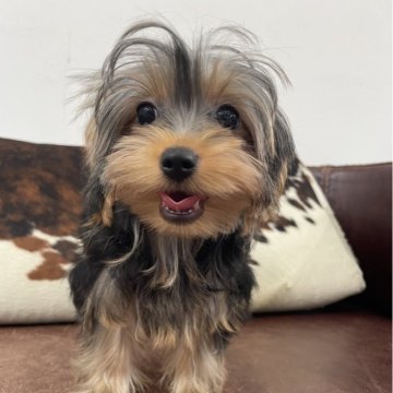 ヨークシャーテリア【京都府・男の子・2025年6月7日・スチールブルー&タン】の写真「男の子です!」