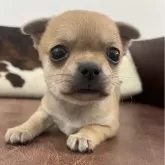 チワワ(スムース)