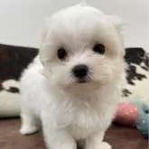 マルチーズ
