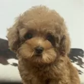 ティーカッププードル