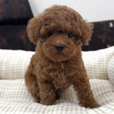 トイプードル(トイ)
