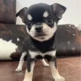 チワワ(スムース)