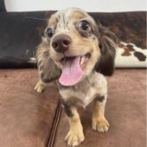 チワックス(チワワ×ダックスフンド)