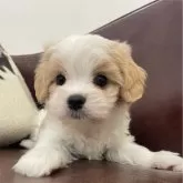 マルキャバ(マルチーズ×キャバリア)【京都府・男の子・2025年10月1日・ブレンハイム】の写真1