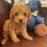 タイニープードル