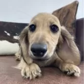 ミニチュアダックスフンド(ロング)【京都府・男の子・2025年6月1日・シェーデッドイエロー】の写真1