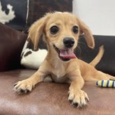 チワックス(チワワ×ダックスフンド)