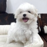 マルチーズ