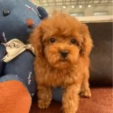タイニープードル