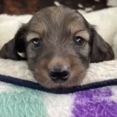 ミニチュアダックスフンド(ロング)【京都府・男の子・2025年6月1日・シェーデッドイエロー】の写真4