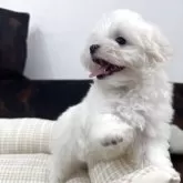 マルチーズ【京都府・男の子・2025年8月14日・ホワイト】の写真6