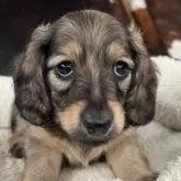 ミニチュアダックスフンド(ロング)【京都府・男の子・2025年6月1日・シェーデッドイエロー】の写真7