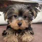 ヨークシャーテリア【京都府・男の子・2025年6月7日・スチールブルー&タン】の写真4