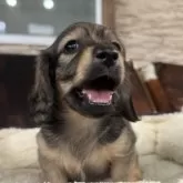 ミニチュアダックスフンド(ロング)【京都府・男の子・2025年6月1日・シェーデッドイエロー】の写真8