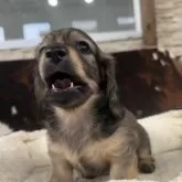 ミニチュアダックスフンド(ロング)【京都府・男の子・2025年6月1日・シェーデッドイエロー】の写真9