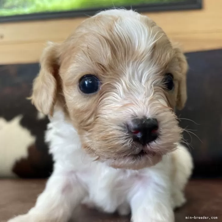 ID：2403-03296の子犬