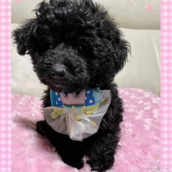 moco 様のお迎えした子犬