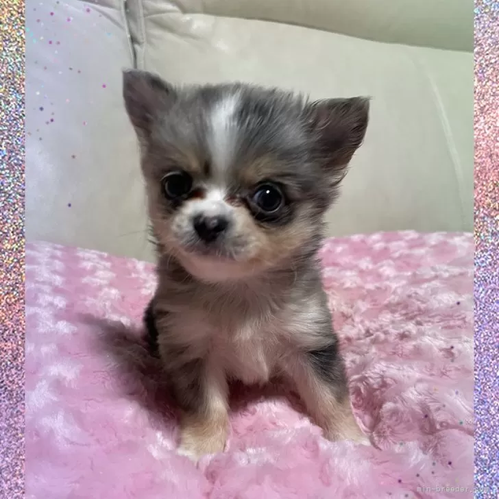 チワワ(ロング)【鹿児島県・男の子・2024年12月24日・ブルーマール】の写真1