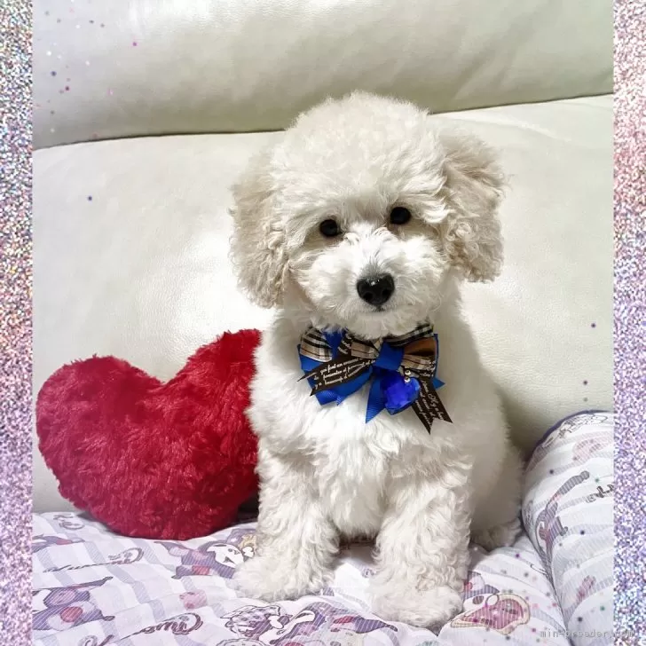 フラワー 様のお迎えした子犬