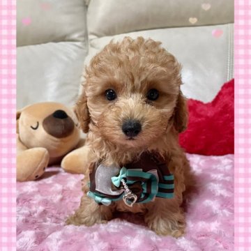 トイプードル(タイニー)【鹿児島県・男の子・2025年8月20日・レッド】の写真「お目めくりっくりの男の子💙」