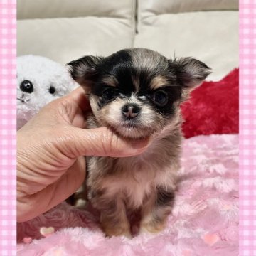 チワワ(ロング)【鹿児島県・女の子・2025年11月12日・チョコマール】の写真「希少なチョコマールの女の子💖」