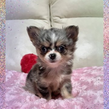 チワワ(ロング)【鹿児島県・女の子・2024年12月24日・ブルーマール】の写真「クリスマスイブ産まれ💕
希少なブルーマール💖」