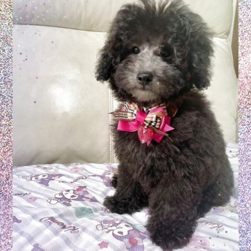 トイプードル(トイ)【鹿児島県・女の子・2025年6月5日・グレー(シルバー)】の写真「グレーの可愛い女の子🩷」