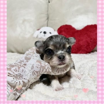 チワワ(ロング)【鹿児島県・女の子・2025年11月12日・ブルーマール】の写真「希少なブルーマールの女の子💖」