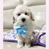 トイプードル(トイ)
