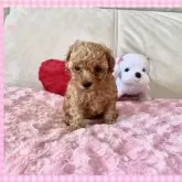 タイニープードル
