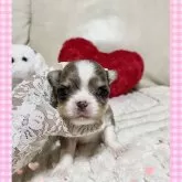 チワワ(ロング)