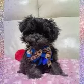 チワプー(トイプードル×チワワ)【鹿児島県・男の子・2024年12月27日・ブラック】の写真1