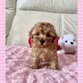 タイニープードル