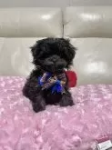 チワプー(トイプードル×チワワ)【鹿児島県・男の子・2024年12月27日・ブラック】の写真2