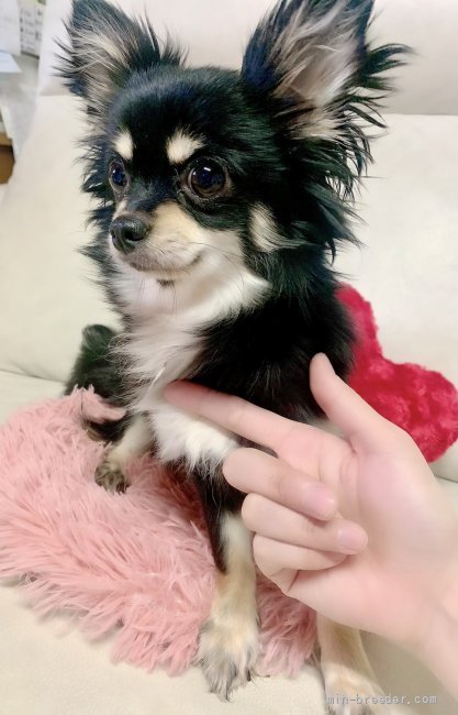 チワワ(ロング)【・女の子・2020年2月22日・ブラックタン】「とても優しいお母さん」