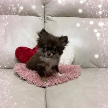 チワワ(ロング)【鹿児島県・男の子・2022年7月28日・チョコレート&ホワイト】の写真「チョコ＆ホワイトのふわふわの短足男子🎶」