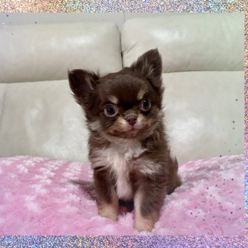 チワワ(ロング)【鹿児島県・男の子・2023年11月15日・チョコタン】の写真「4兄弟の長男君です。
お鼻も足も短く毛吹き最高🍀」