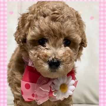 トイプードル(トイ)【鹿児島県・女の子・2023年7月14日・レッド】の写真「元気な可愛い女の子💕
お父さんチャンピオン犬」
