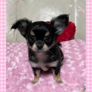 チワワ(ロング)【鹿児島県・女の子・2023年8月15日・ブラックタン】の写真「人懐っこい愛嬌のある可愛い女の子💕」