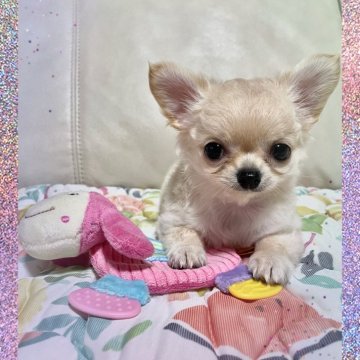 チワワ(ロング)【鹿児島県・女の子・2024年7月17日・クリーム&ホワイト】の写真「ピカイチ可愛い💕
愛嬌のある女の子。」